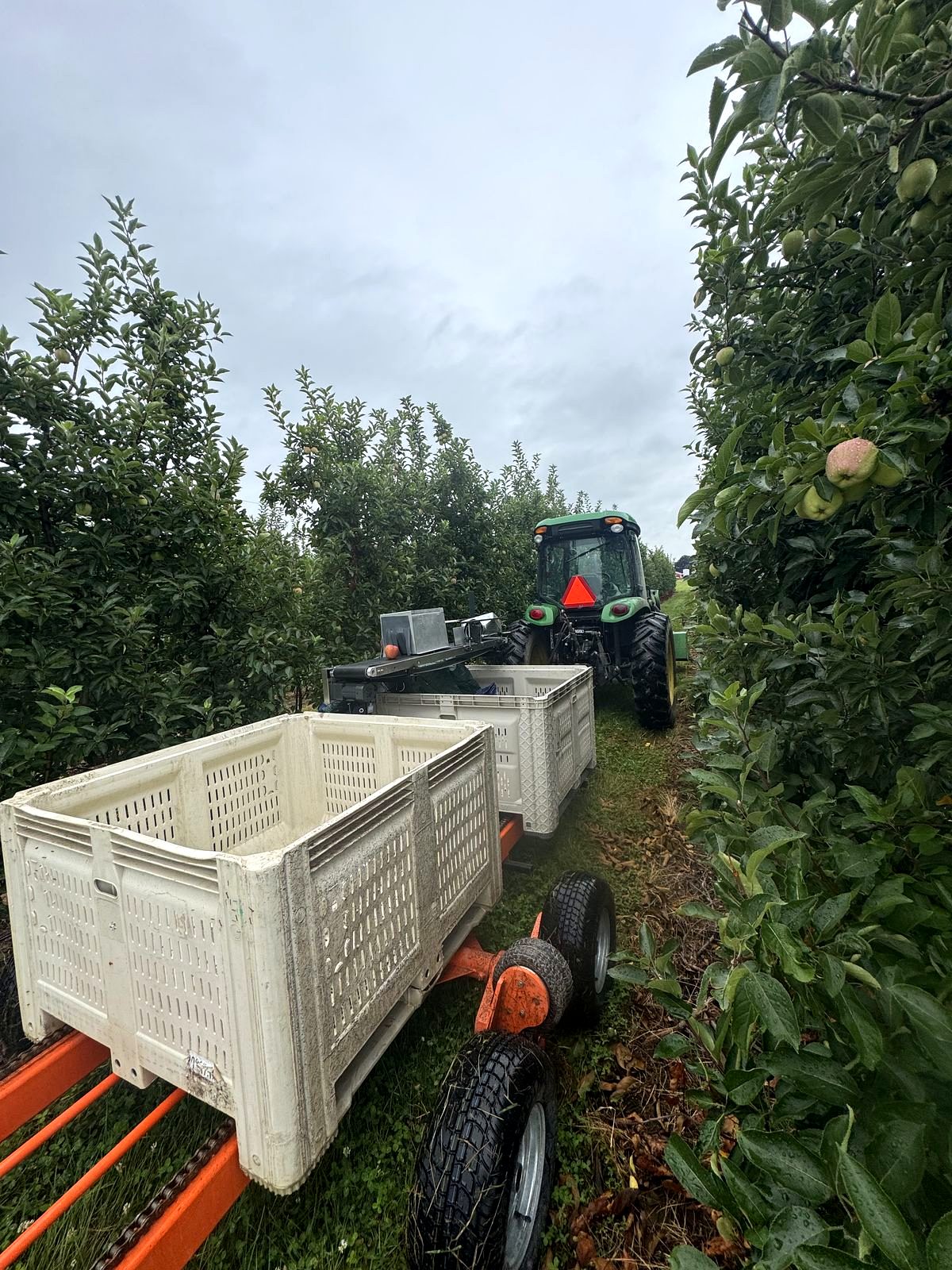 FieldSorter 1 working between apple rows at harvest